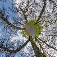 tiny planet transformation of spherical panorama 360 degrees. Spherical abstract aerial view with trees in forest with clumsy branches in blue sky. Curvature of space. photo