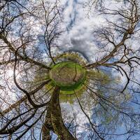 tiny planet transformation of spherical panorama 360 degrees. Spherical abstract aerial view with trees in forest with clumsy branches in blue sky. Curvature of space. photo