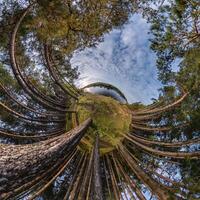 tiny planet transformation of spherical panorama 360 degrees. Spherical abstract aerial view with trees in forest with clumsy branches in blue sky. Curvature of space. photo