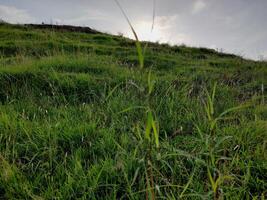 The top of a hill is covered in green grass. photo