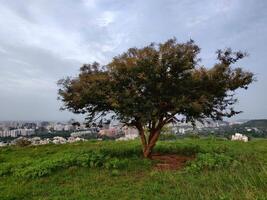 A single tree on a green hill with the city in the background. photo