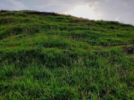 The top of a hill is covered in green grass. photo