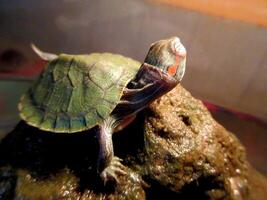 Small turtle basking on a stone with one leg raised in air photo