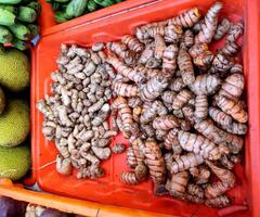 Curcuma amada, or mango ginger is a plant of the ginger family Zingiberaceae and is closely related to turmeric.It lack its pungency, and instead have a raw mango flavour. photo
