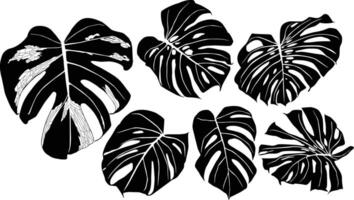 Monstera unique design vector
