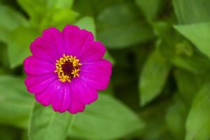 Top view of maroon color lily flower with customizable space for text or message. photo
