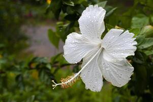 Close up of white hibiscus taken after rainy day with customizable space for text. Flora concept. photo