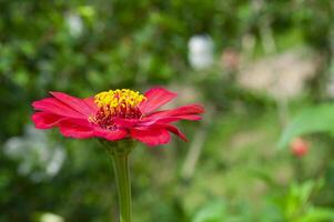 Side view of red color lily flower with customizable space for text or message photo