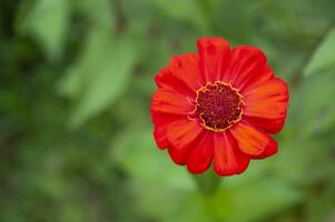 Top view of red lily with customizable space for text or message. Flora concept and copy space photo