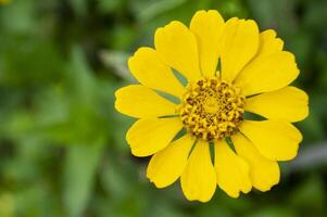 Top view of yellow lily flower with customizable space for text. Flora concept and copy space photo