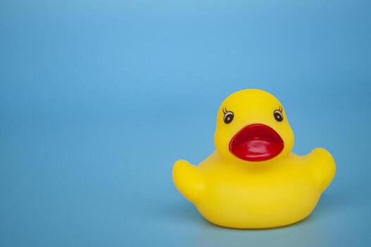 Close up view of single duck on blue background with customizable space for text photo