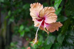 Yellow and pink hibiscus with customizable space for text or message. Flora and copy space concept photo