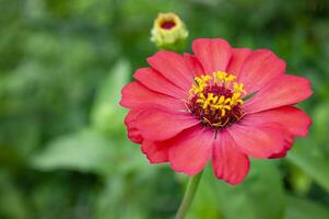 Side view of red lily with customizable space for text or message. Flora concept and copy space photo
