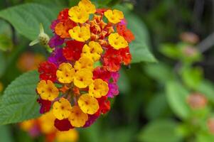 Close up view of colorful flowers with customizable space for text or message photo