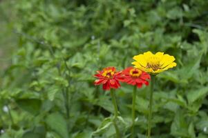 Close up view of yellow and red flowers with customizable space for text or message. Flora concept. photo