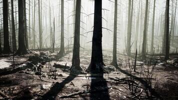 Misty Forest at Dawn With Sunlight Filtering Through Trees video