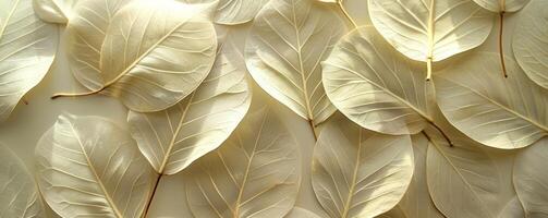 Closeup of Monstera leafs background suitable for wallpaper or to represent as backdrop or mockup. photo