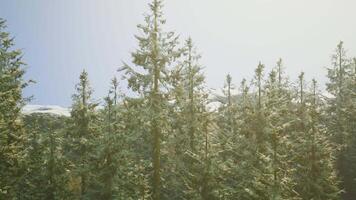Group of Pine Trees in Forest video