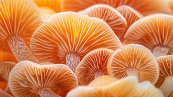 Closeup mushroom textured background. Mycelium structure photo