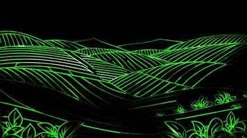 Neon frame effect rows of tea plants arranged ,Sri Lanka, glow, black background. video