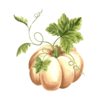 Pumpkin white with leaves and curly tendrils. Hand drawn watercolor illustration, isolated. Thanksgiving autumn traditional vegetables. Template for invitation, card, Halloween, wrapping, embroidery. png