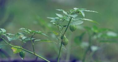 groundcherry fruit on a tree with raindrops video