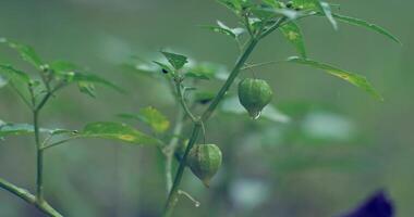groundcherry fruit on a tree with raindrops video