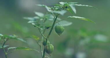 groundcherry fruit on a tree with raindrops video