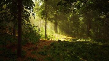 A forest filled with lots of green trees video