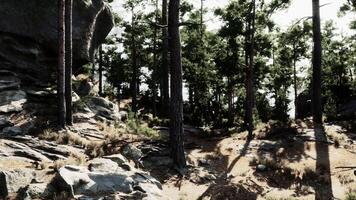 A group of trees and rocks in a forest video