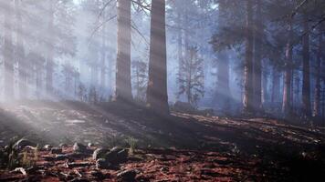 A forest filled with lots of trees covered in fog. dark forest video