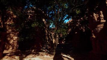 The shadow of a tree on the ground video