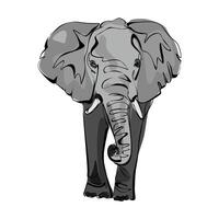 Cute gray elephant isolated on white background. Wild animal with large ears, long trunk and tail vector