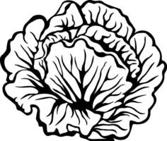 cabbage or lettuce without background vector