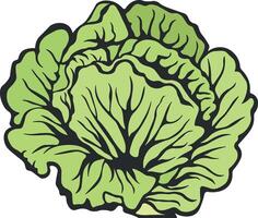 cabbage or lettuce without background vector