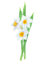 Narcissus, watercolor illustration of daffodils. Hand drawn watercolor bouquet of a fragrant spring garden flower. White and yellow botanical painting for greeting, wedding, Easter, Mothers day print png