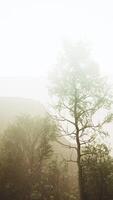 Pine trees and Huangshan mountains in China video