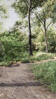 Bench in the summer park with old trees and footpath video