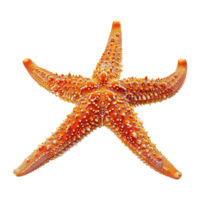 Starfish isolated on transparent background png