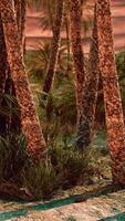 Inside view of the oasis in Tunisia video