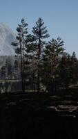 Pine tree forests at the base of mountain in sunny day of summer video