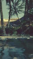 Colorful scene with a palm tree over a small pond in a desert oasis video