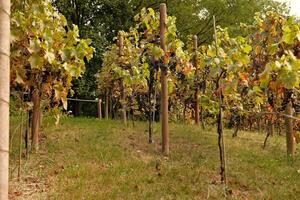 vineyard with grape leaves, wine in autumn photo