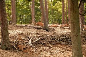 deer in the forest in the autumn. photo