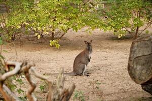 kangaroo in australian forest photo