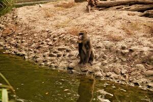monkey in the zoo photo