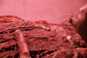 a closeup shot of a red snake on a wooden surface photo