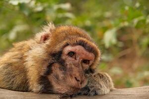 monkey portrait in natural habitat photo