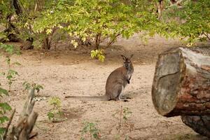 the red kangaroo is sitting on the tree. photo
