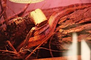 red python python, python snake, python python, python, python snake, snake, snake photo